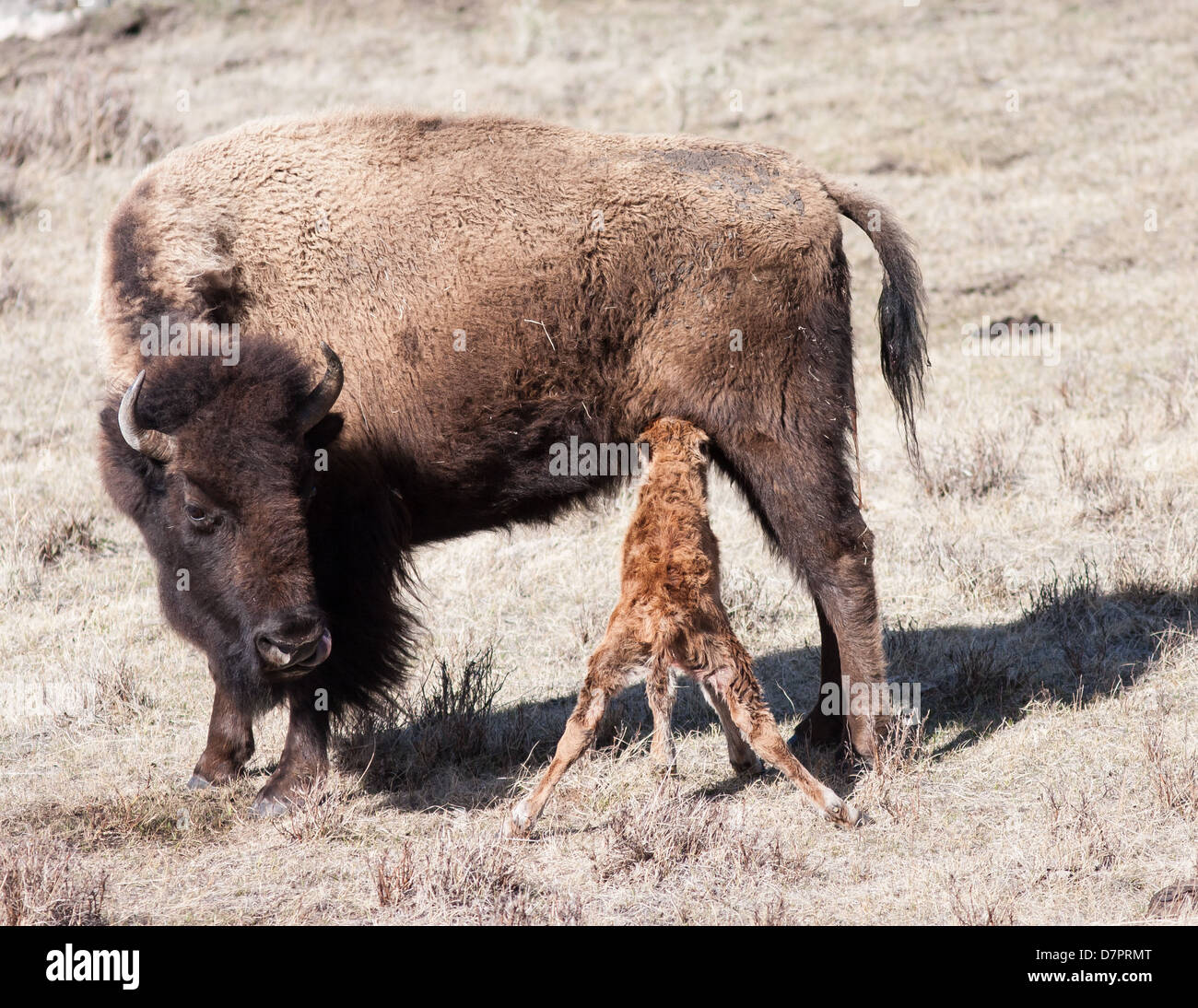 Mother bison and her new born calf eating Stock Photo - Alamy