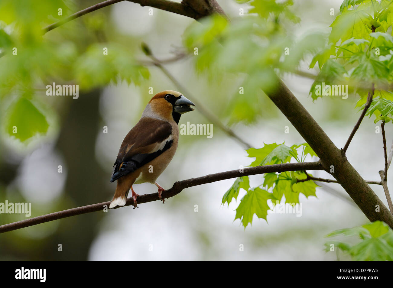 The Hawfinch ( Coccothraustes coccothraustes ) is a passerine bird in the finch family Fringillidae Stock Photo