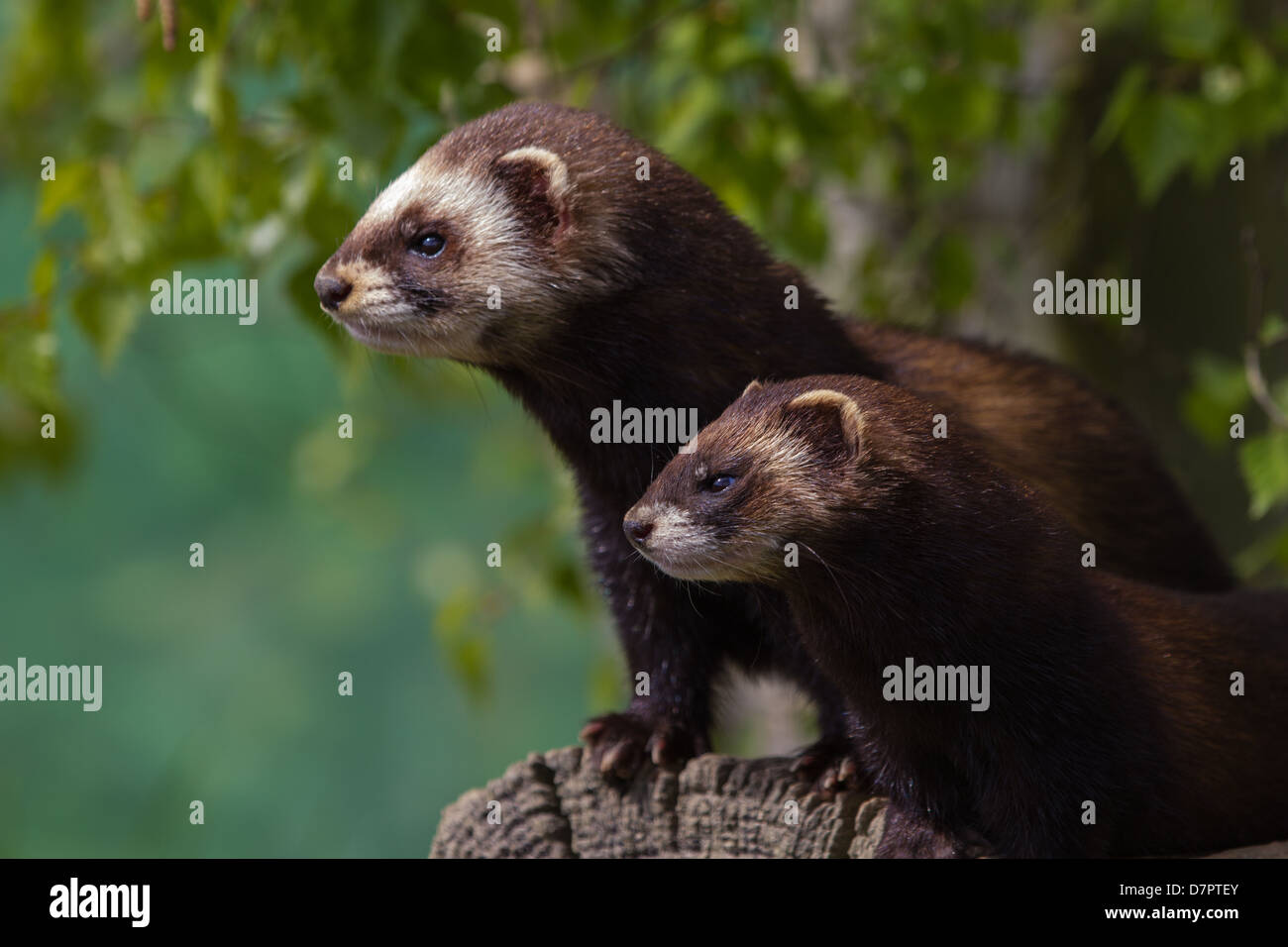 Mother and young Polecat close up sitting on log Stock Photo