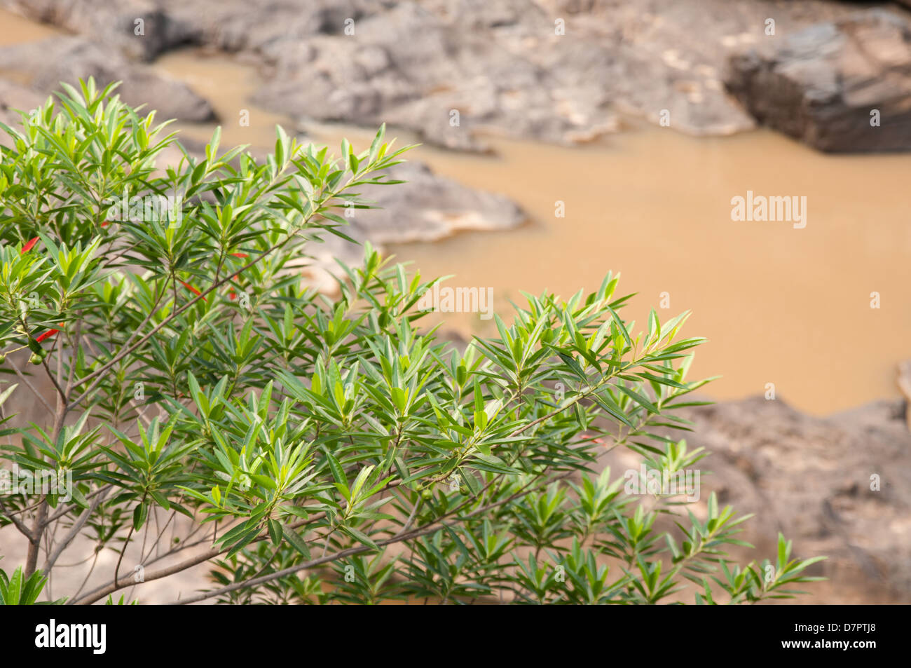 Barron Gorge details, Cairns, Queensland, Australia Stock Photo