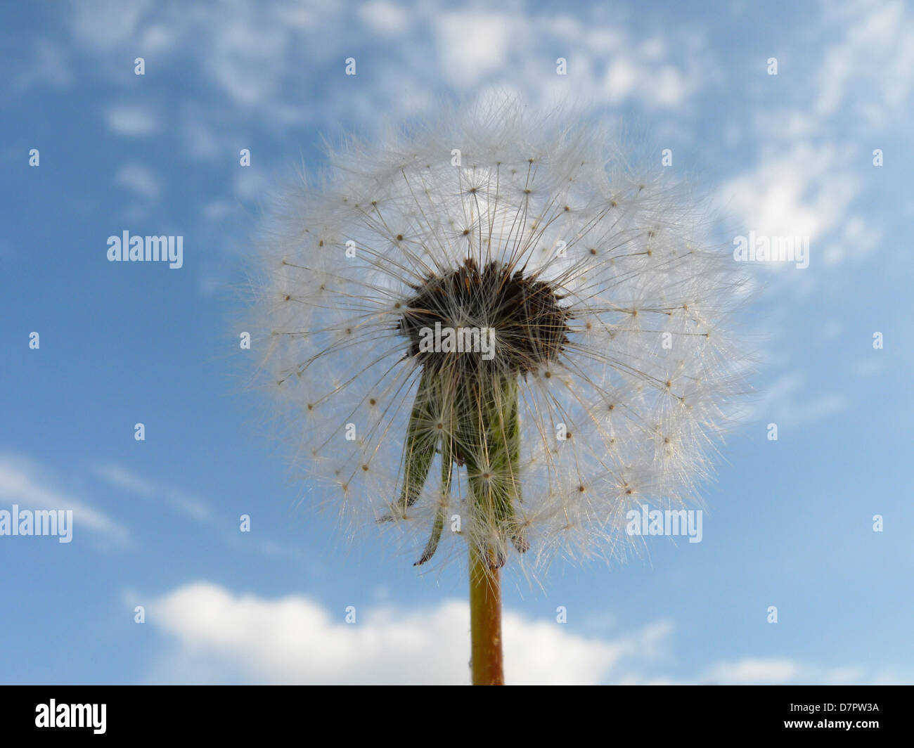Dandelion sky parachutes flower seeds summer clouds wind nature weed down allergy May blowing light weightless beauty bowl stem Stock Photo