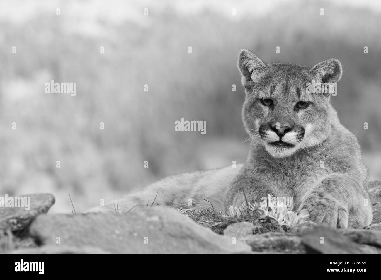 Cougar mountain lion Black and White Stock Photos & Images - Alamy