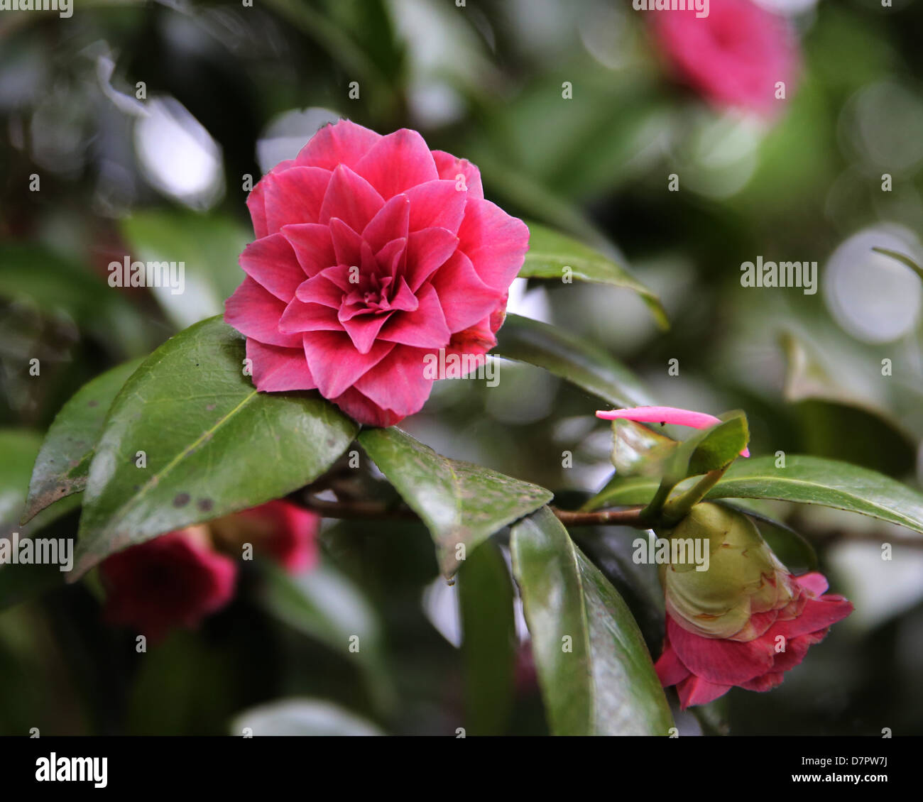 Red Camellia japonica 'Madame Haas' Stock Photo