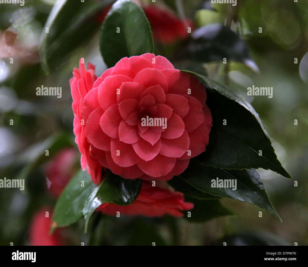 Red Camellia japonica 'Nuccio's Bella Rosa' Stock Photo
