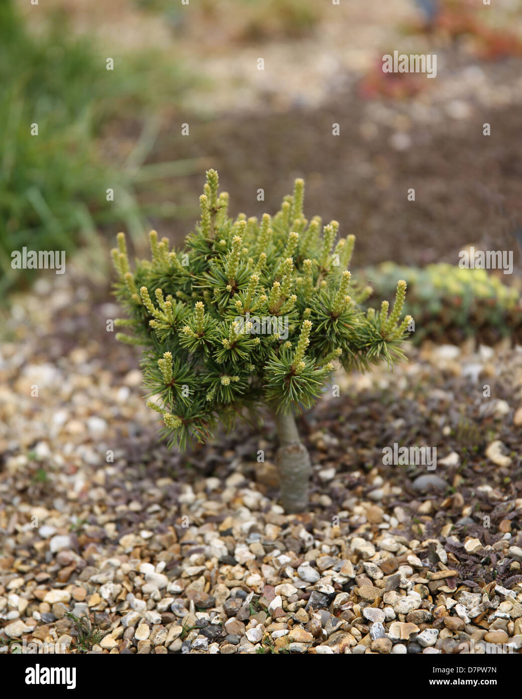 Pinus parviflora 'masami'  Japanese dwarf pine tree Stock Photo