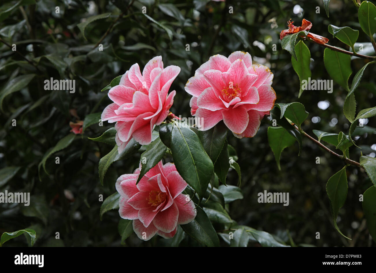 Camellia japonica 'Lady Vansittart' Stock Photo