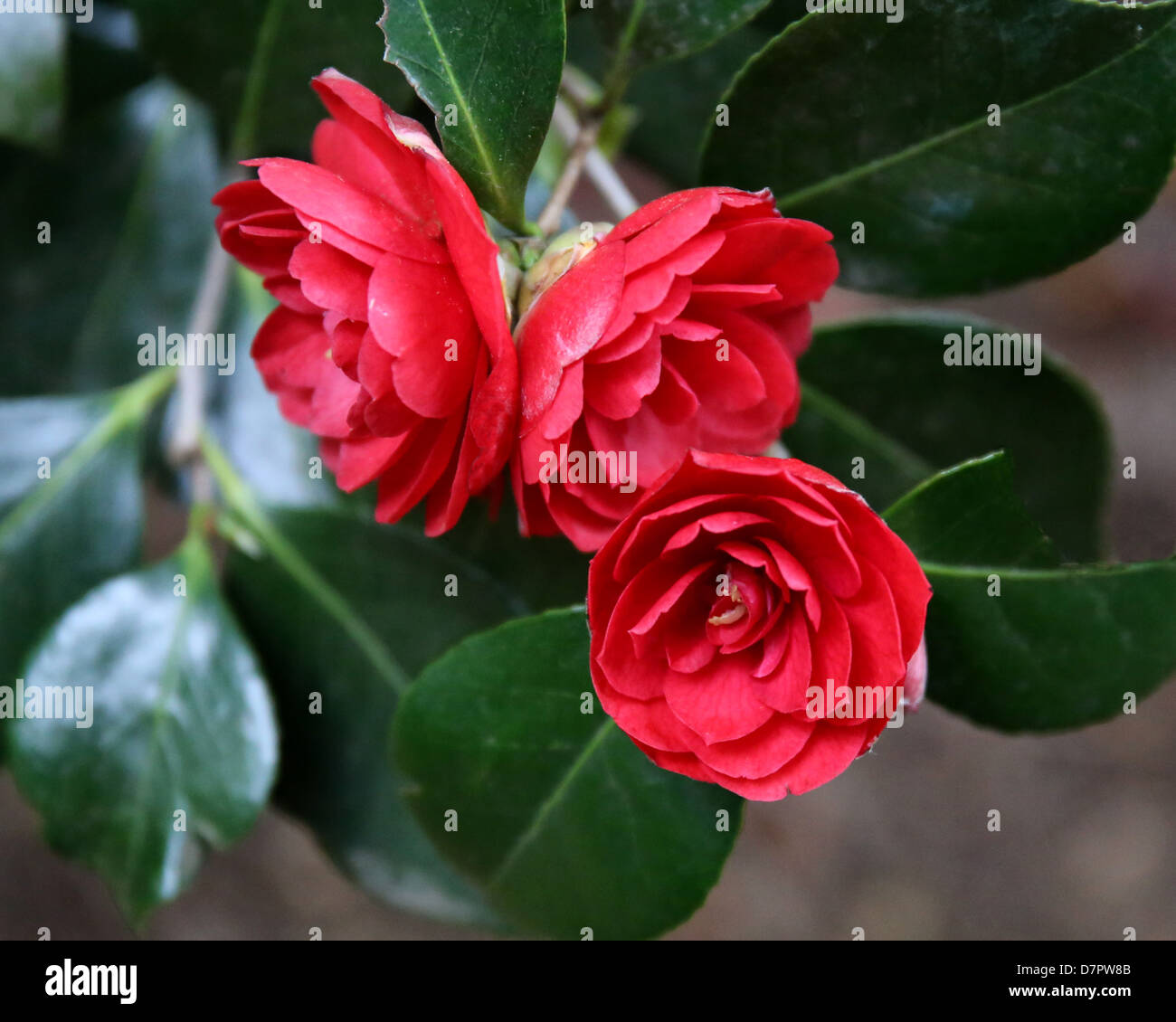 Red Camellia japonica Stock Photo