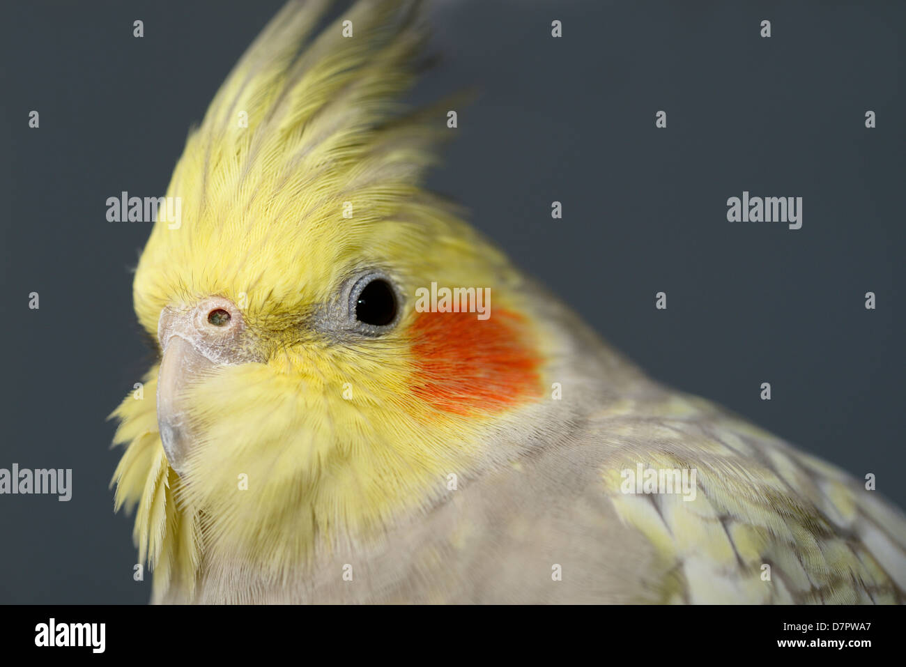 Close Up Of Female Pearl Cockatiel Face With Nostril On Beak Stock 