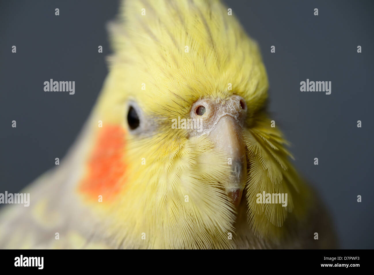 Close up of female Pearl Cockatiel nostrils and facial feathers covering the beak Stock Photo