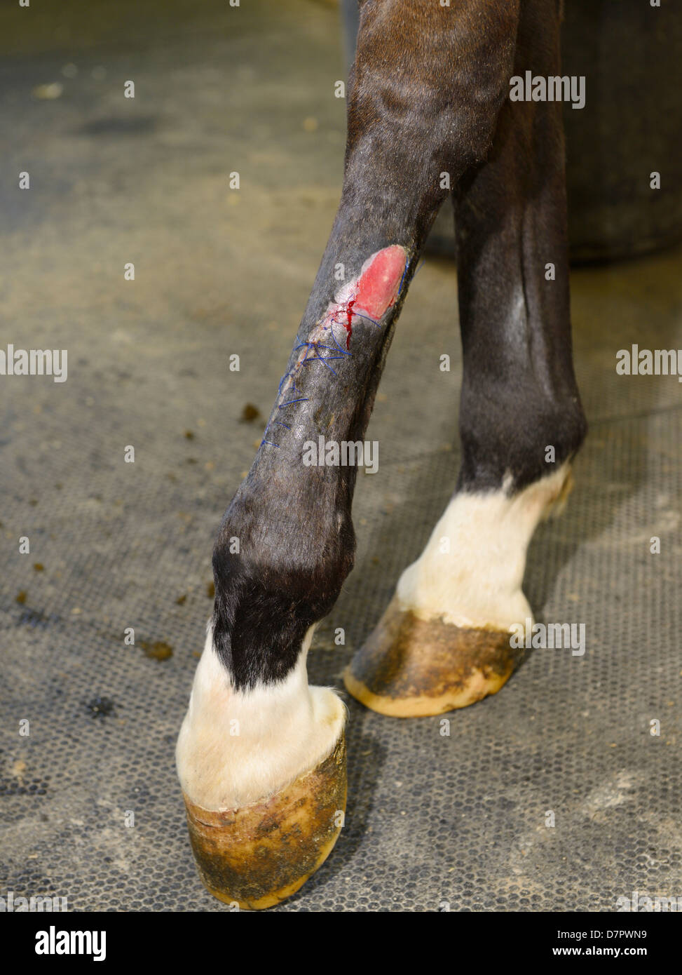 Derazil 1: Stitches one month after injury of hind leg of thoroughbred horse and one week after veterinarian surgery to remove proud flesh Stock Photo