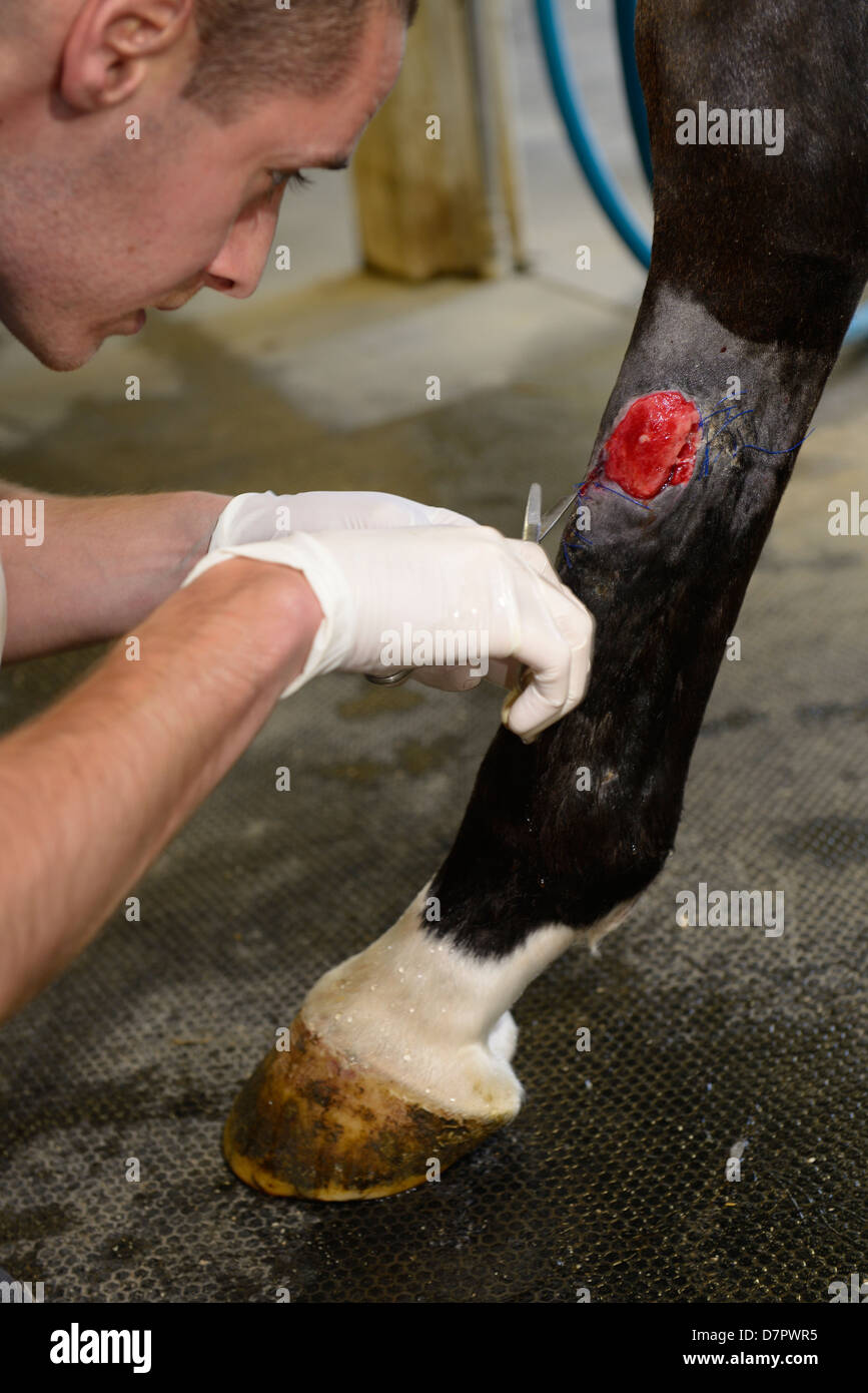 Derazil 4: Veterinarian trimming granulating wound on hind leg of thoroughbred horse with scissors Stock Photo
