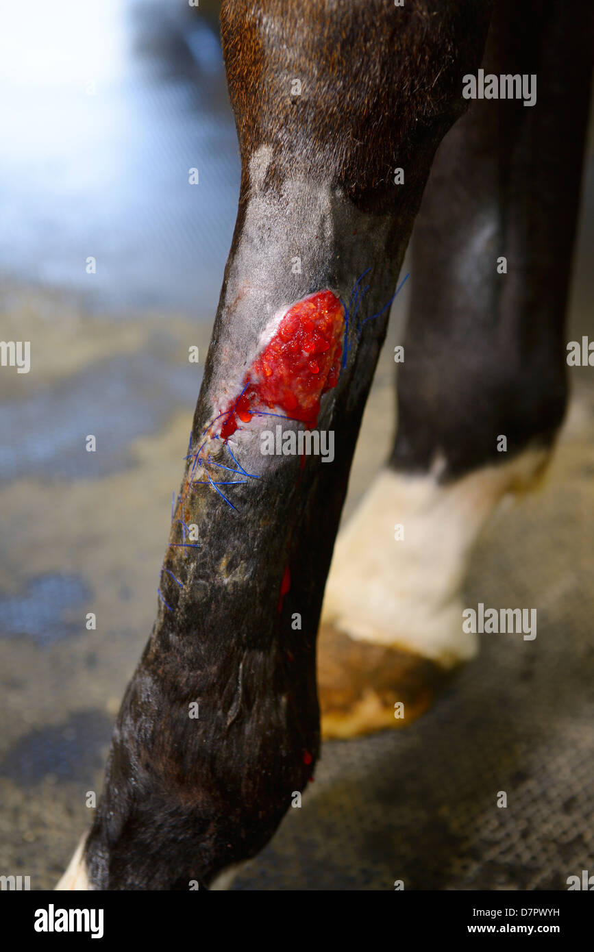 Derazil 5: Cleaned and prepared granulating oozing wound on hind leg of thoroughbred horse before treatment Stock Photo