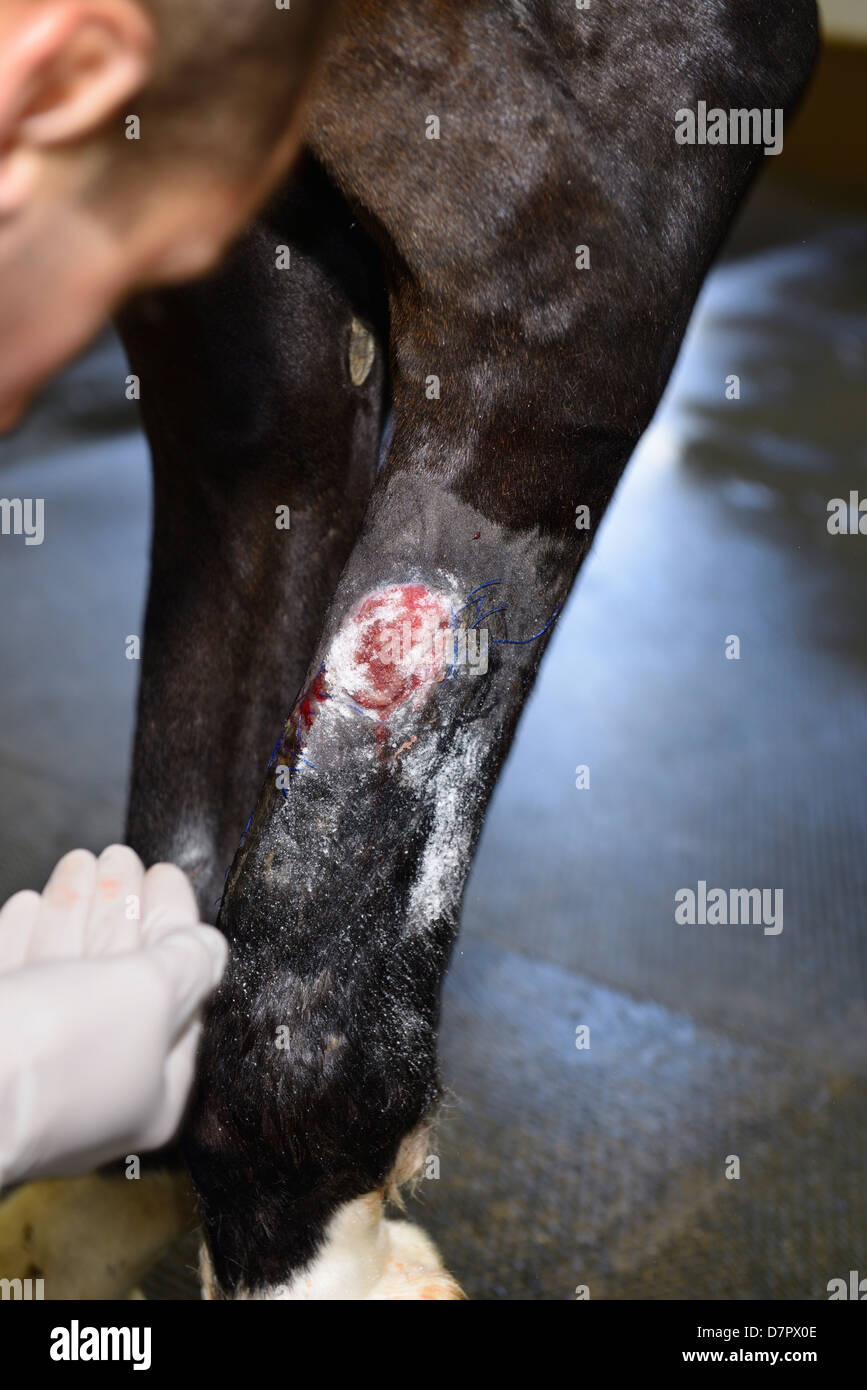 Derazil 6: Veterinarian applying nanoflex powder dressing to wound on hind leg of thoroughbred horse Stock Photo