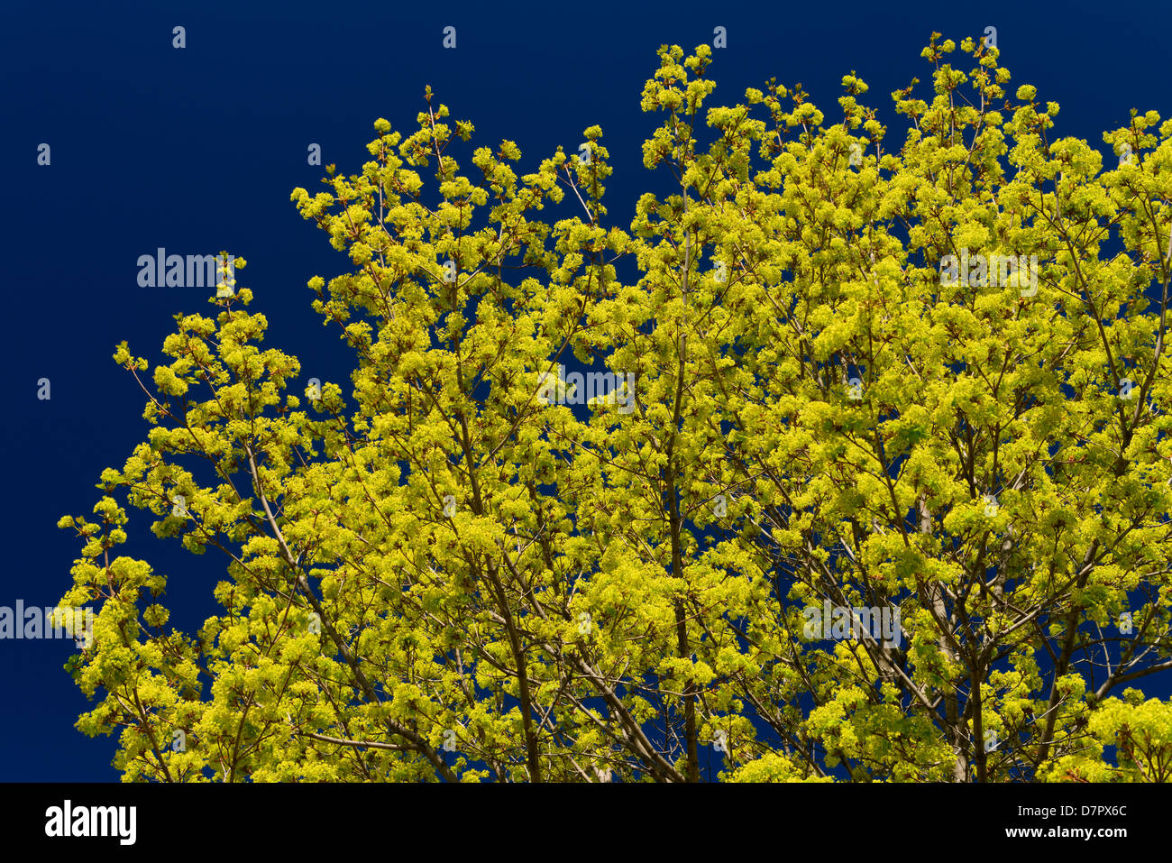 Yellow green flower clusters on a Norway Maple tree in Spring in