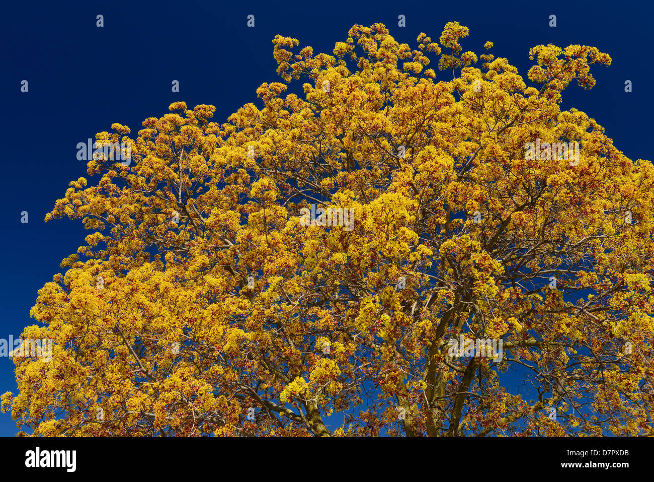 Yellow red flowers on a Norway Maple tree cultivar Crimson King in Spring Toronto Canada against a clear blue sky Stock Photo