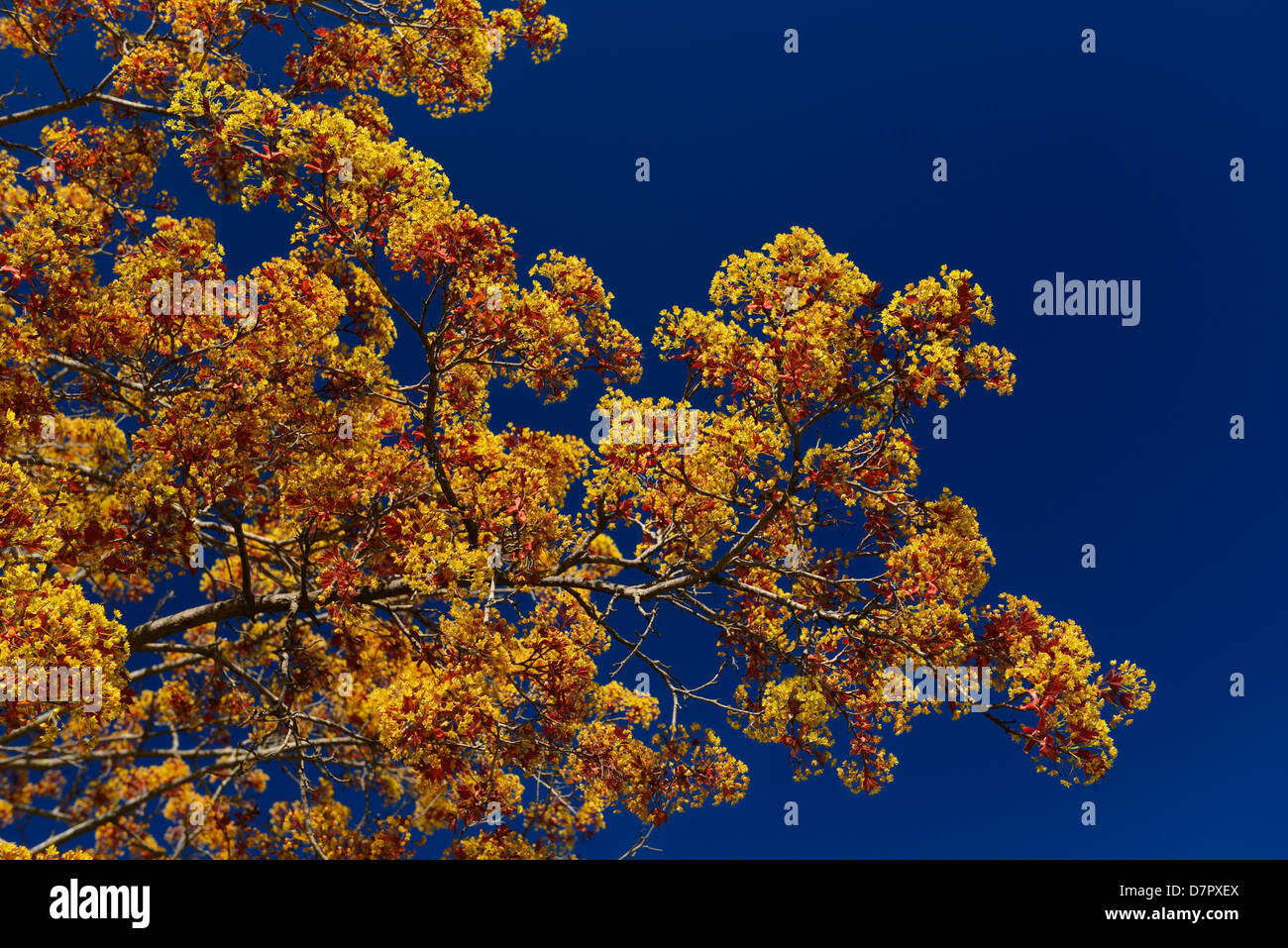 Branches of a Norway Maple tree cultivar Crimson King with orange flowers in Spring Toronto Canada against a clear blue sky Stock Photo