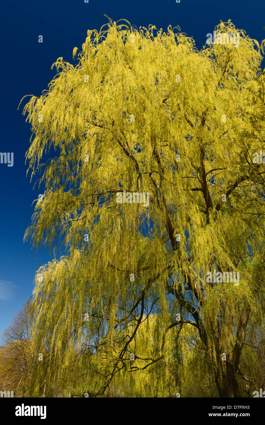 Yellow Weeping Willow tree in spring in a Toronto park against a blue ...