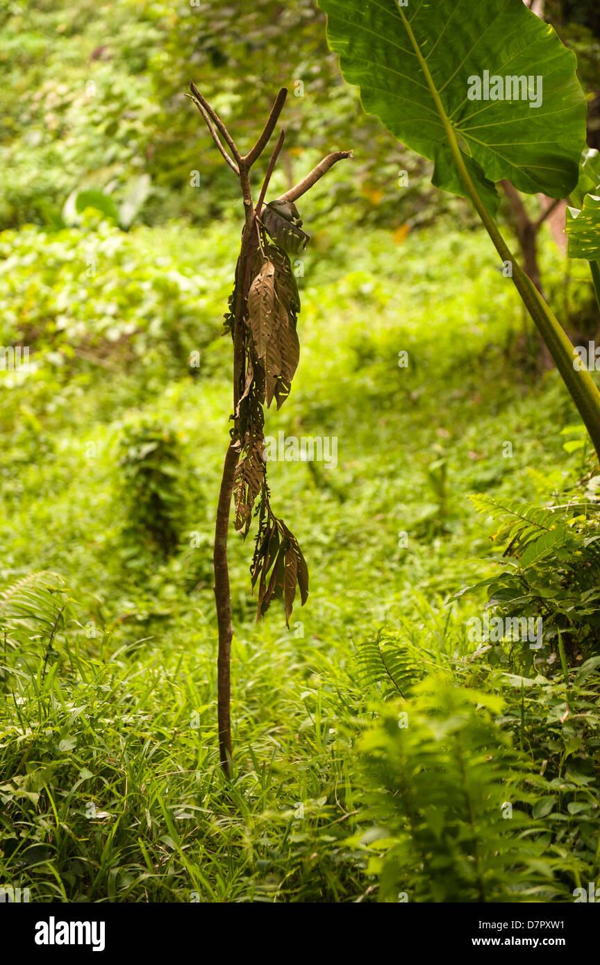 Broken leaves and twigs signifying that at this time, this path is tabu ie forbidden. Seen during walk above Labo. Vanuatu Stock Photo