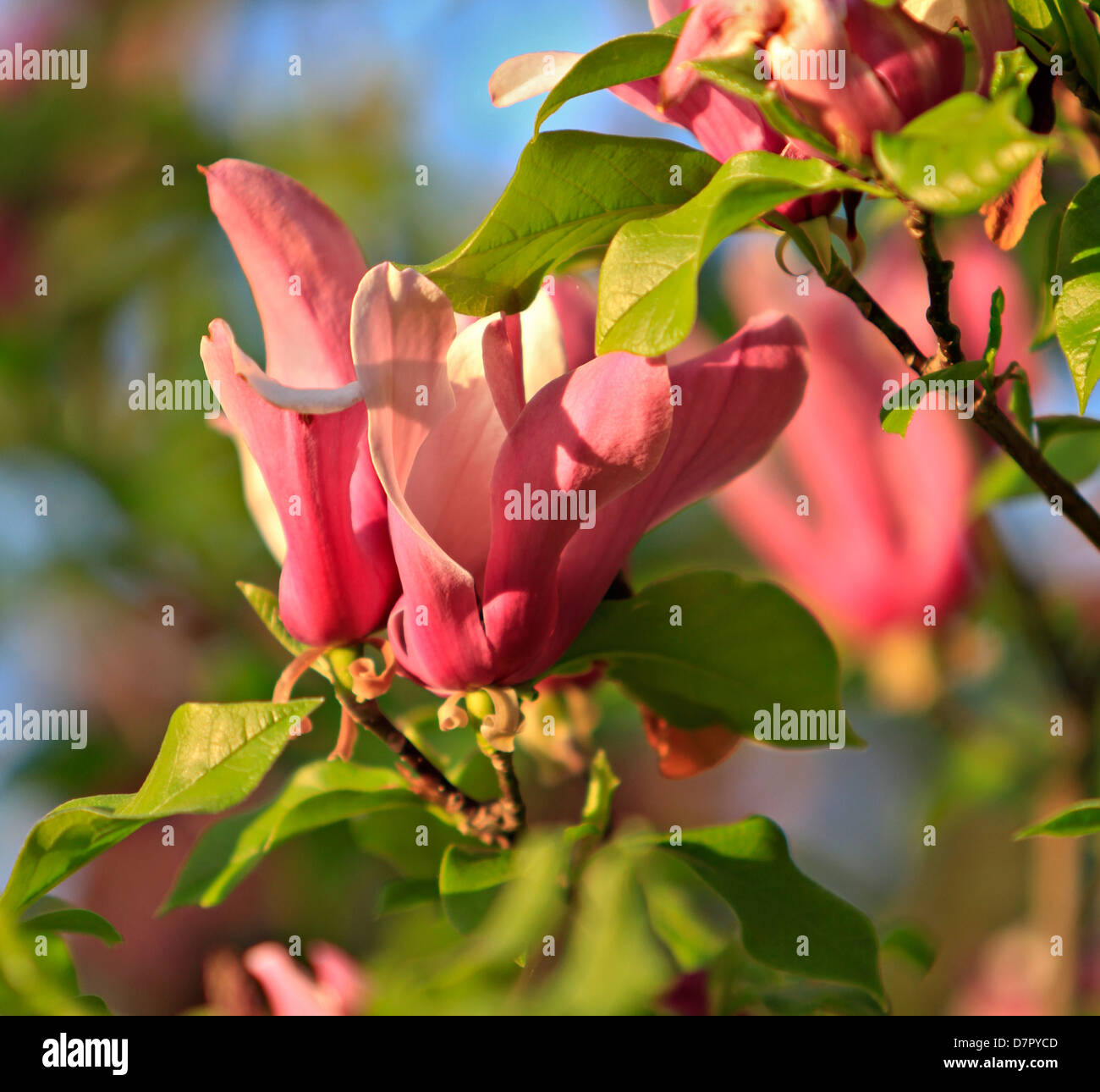 Mulan magnolia, Tulip magnolia or Lily magnolia (Magnolia liliiflora) Stock Photo
