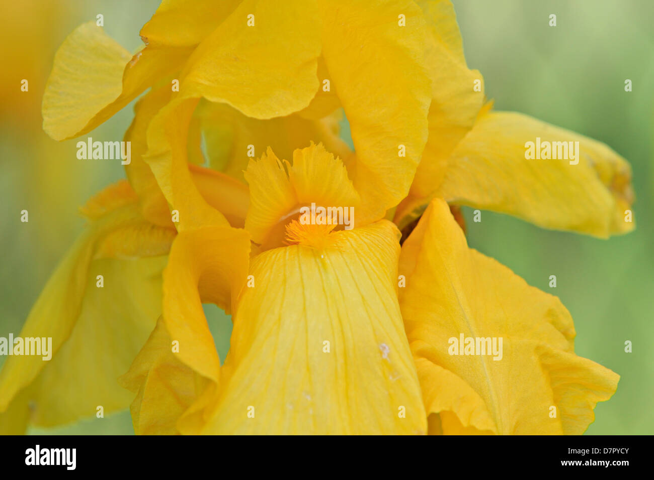 yellow iris or yellow flag  lat. Iris pseudacorus Stock Photo