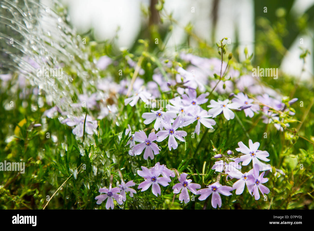 A watering can as it waters a patch of Phlox. Stock Photo