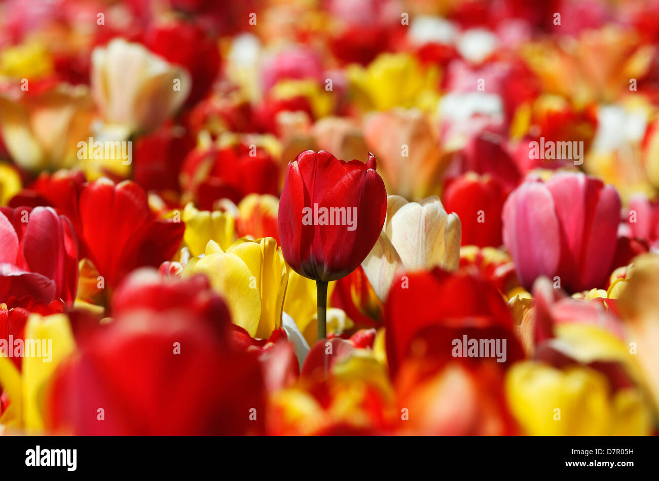 Red and yellow tulips in the Boston Public Garden Stock Photo