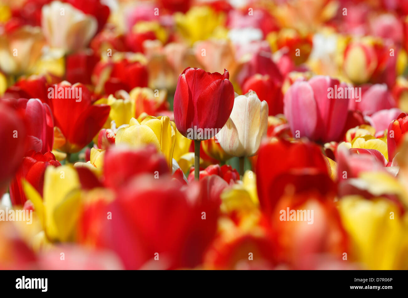 Red and yellow tulips in the Boston Public Garden Stock Photo