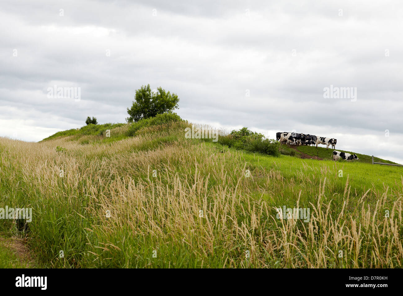 Herd of cows on hill side pasture with stormy sky in Wisconsin, USA Stock Photo