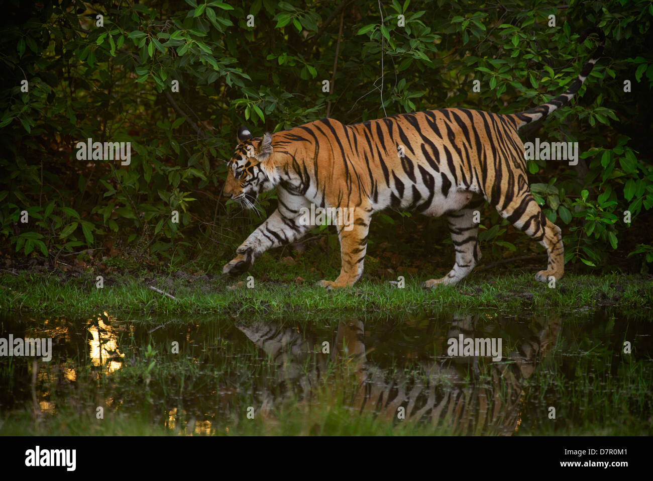 5-year-old lactating Bengal tiger walking on the edge of a waterhole in Bandhavgarh Tiger Reserve, India Stock Photo