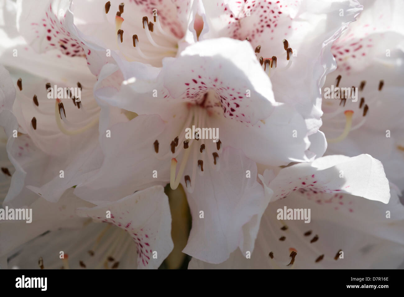 Rhododendron Christmas Cheer Closeup Stock Photo