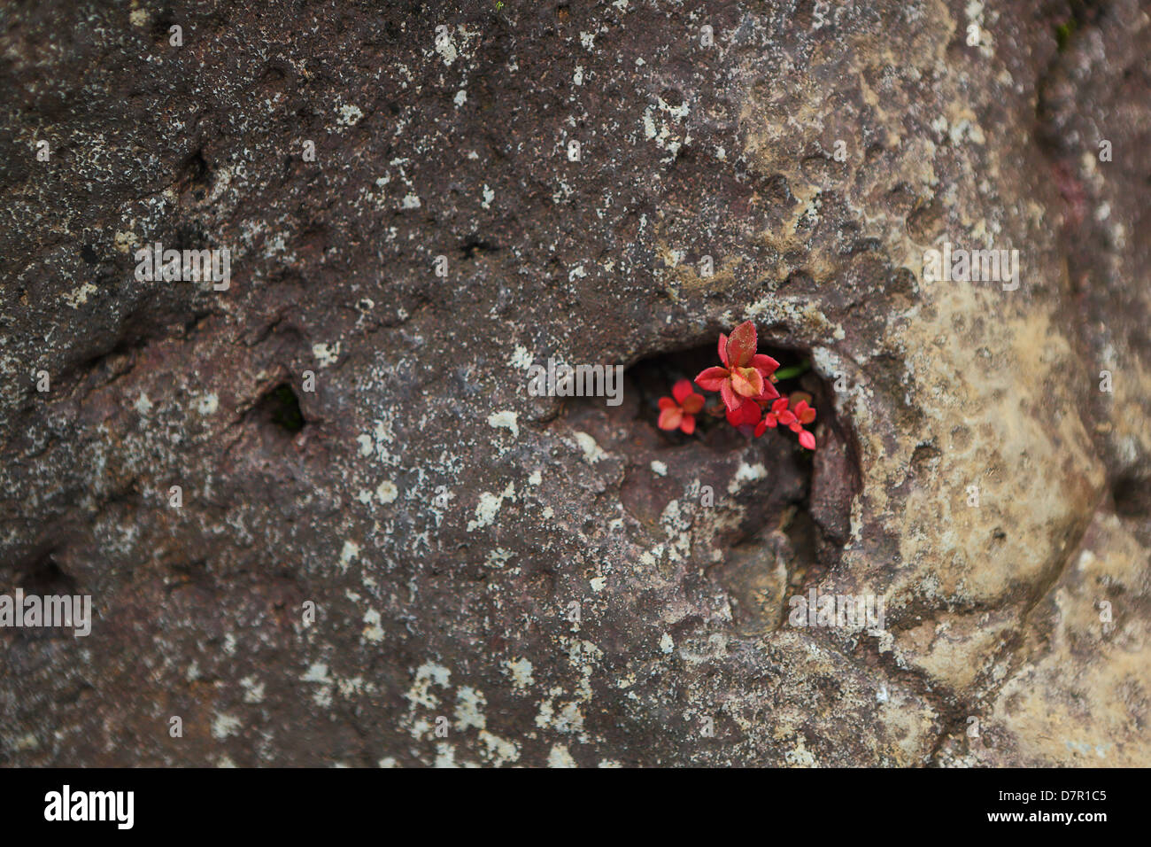 Lava rock with plant hires stock photography and images Alamy