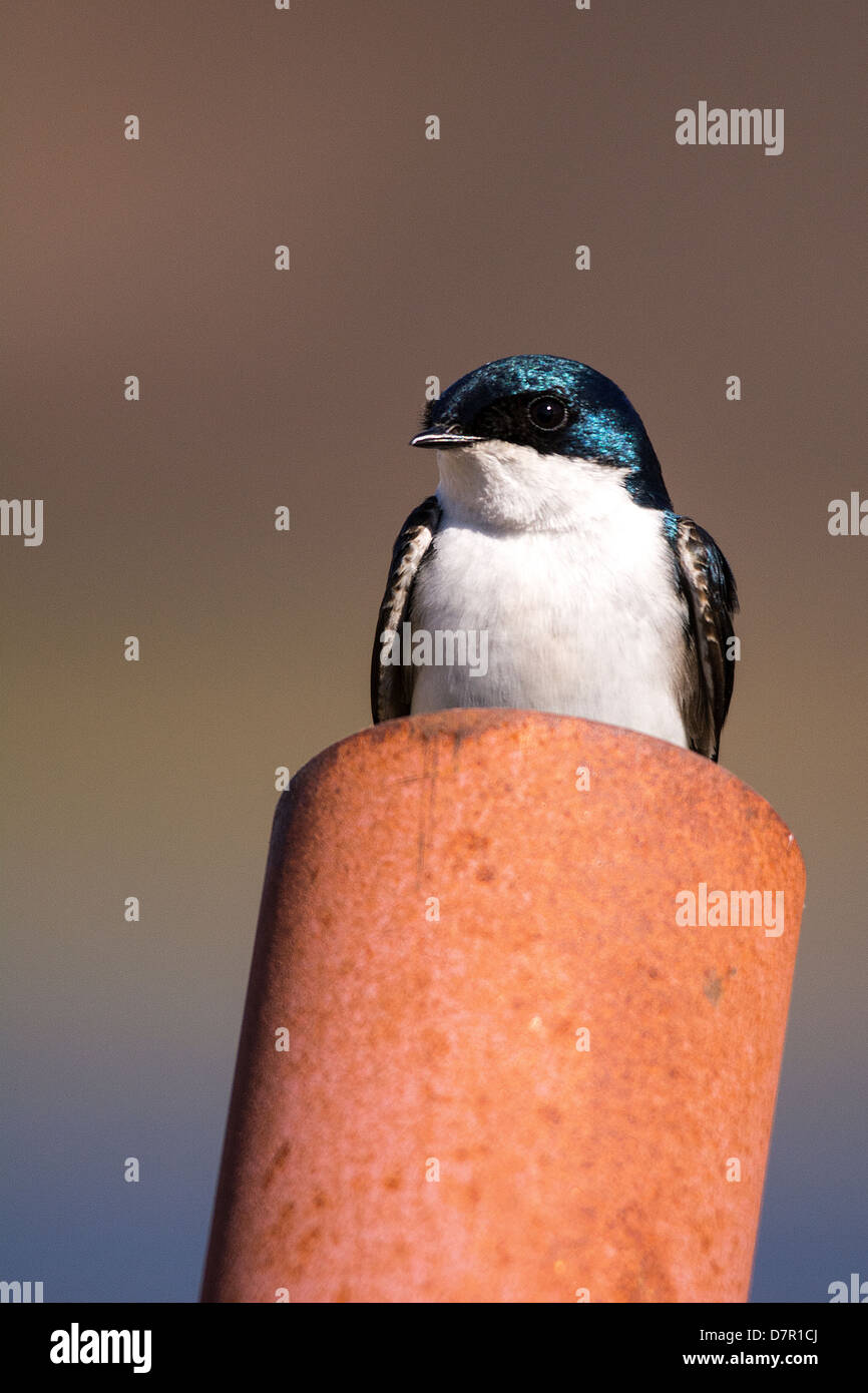 Tree Swallow (Tachycineta bicolor), sitting on a nest built in a fence post Cyprus hills, Alberta Stock Photo