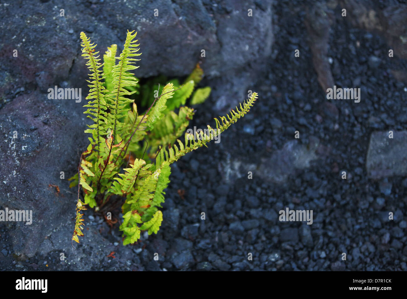A fern emerges from the volcanic landscape in Hawai'i Volcanoes National Park Stock Photo