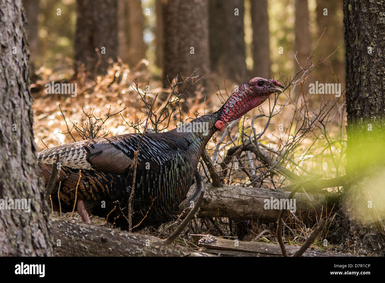 Wild turkey running hi-res stock photography and images - Alamy