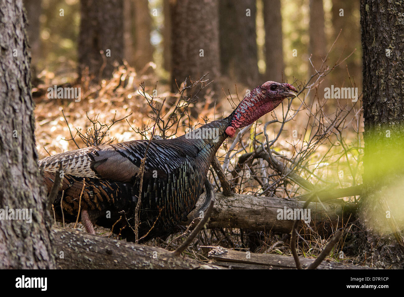 Wild turkey, running through the forest at Cyprus Hills Provincial park Cyprus hills, Alberta Stock Photo