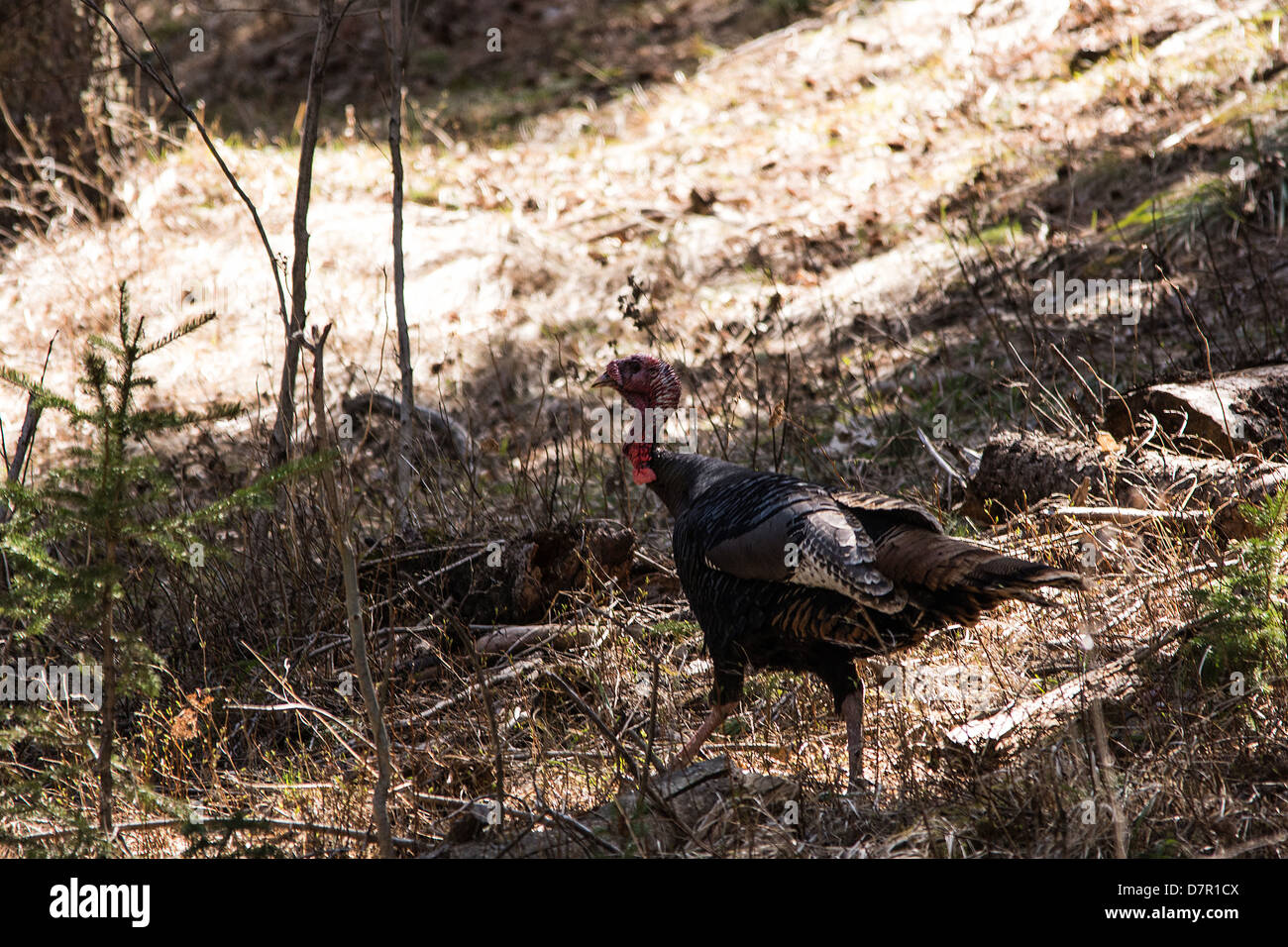 Wild turkey, running through the forest at Cyprus Hills Provincial park Cyprus hills, Alberta Stock Photo