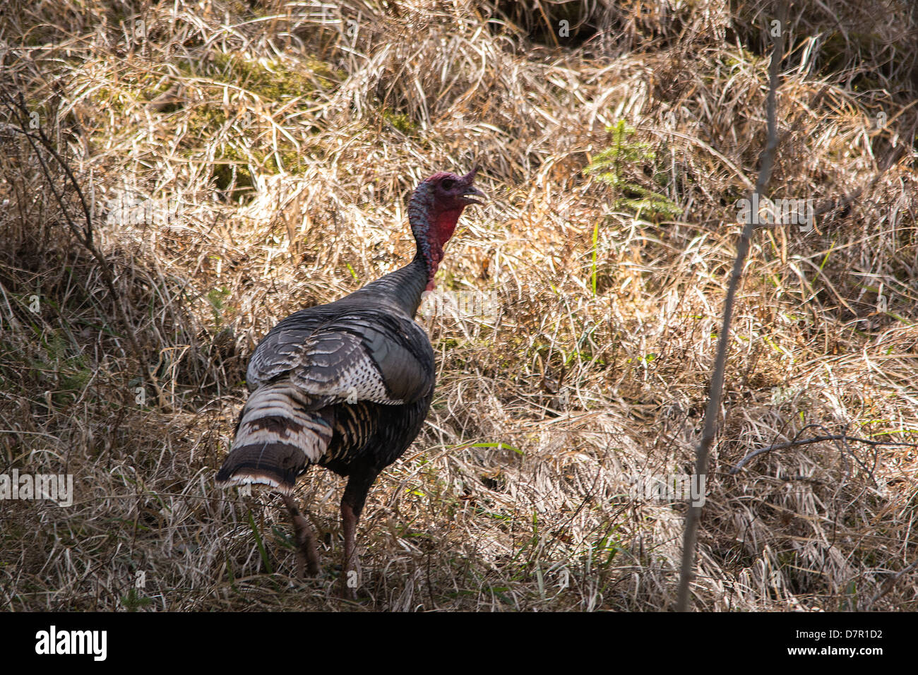 Wild turkey, running through the forest at Cyprus Hills Provincial park Cyprus hills, Alberta Stock Photo