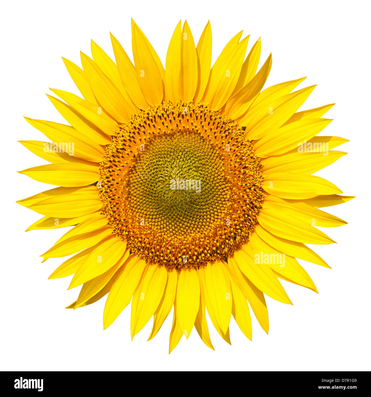 Isolated sunflower on white background Stock Photo - Alamy