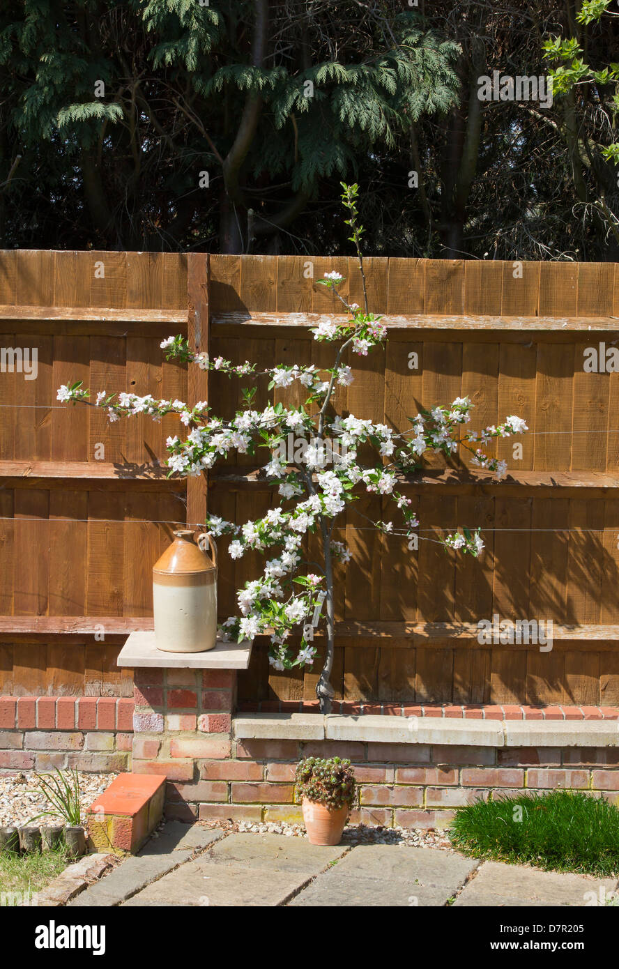 A SMALL APPLE TREE TRAINED AGAINST A FENCE, IN BLOSSOM Stock Photo