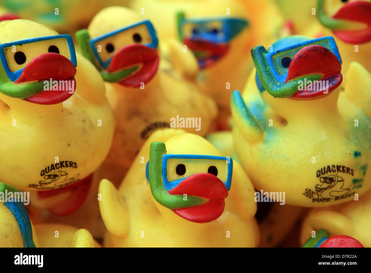 Yellow plastic ducks with snorkels and masks on ready for a charity duck race Stock Photo