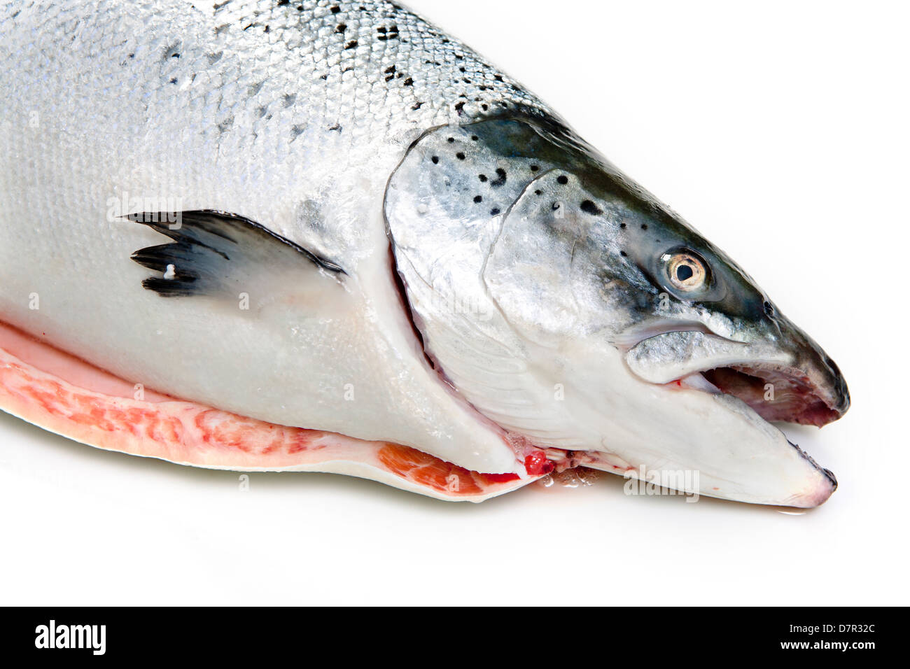 Salmon. Golden trout fillets Fish. Fresh salmon. Fillet Stock Photo Alamy