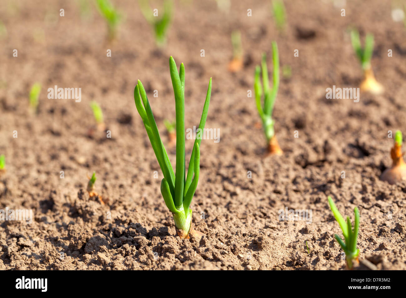 Green onions in ground hi-res stock photography and images - Alamy