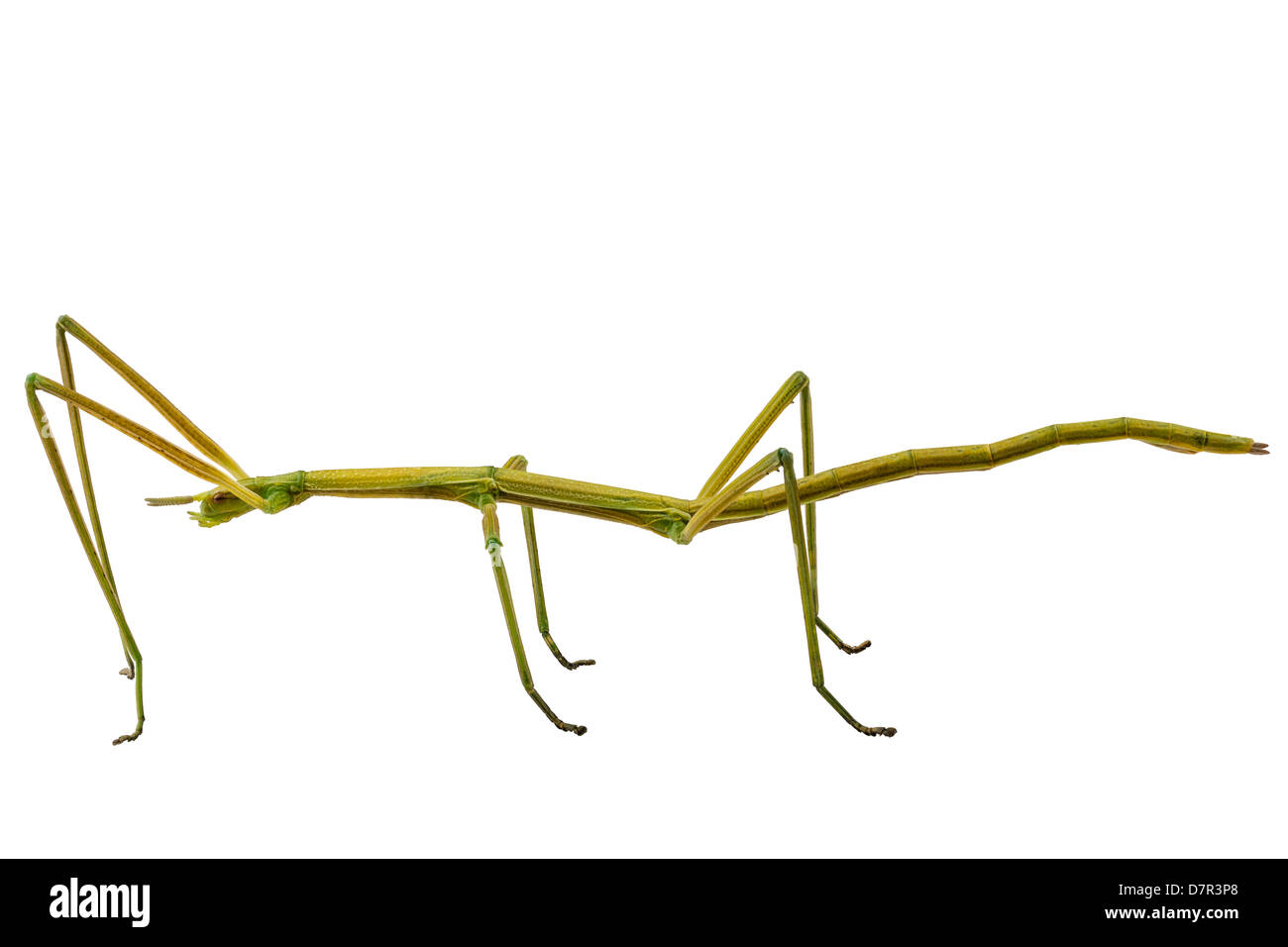 Walking stick insect hires stock photography and images Alamy