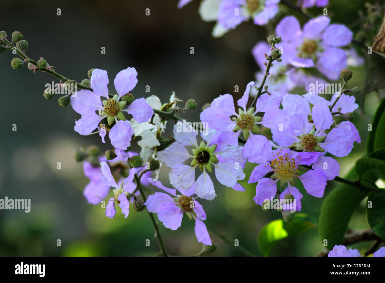 A Purple flowers in a spring time garden Stock Photo - Alamy
