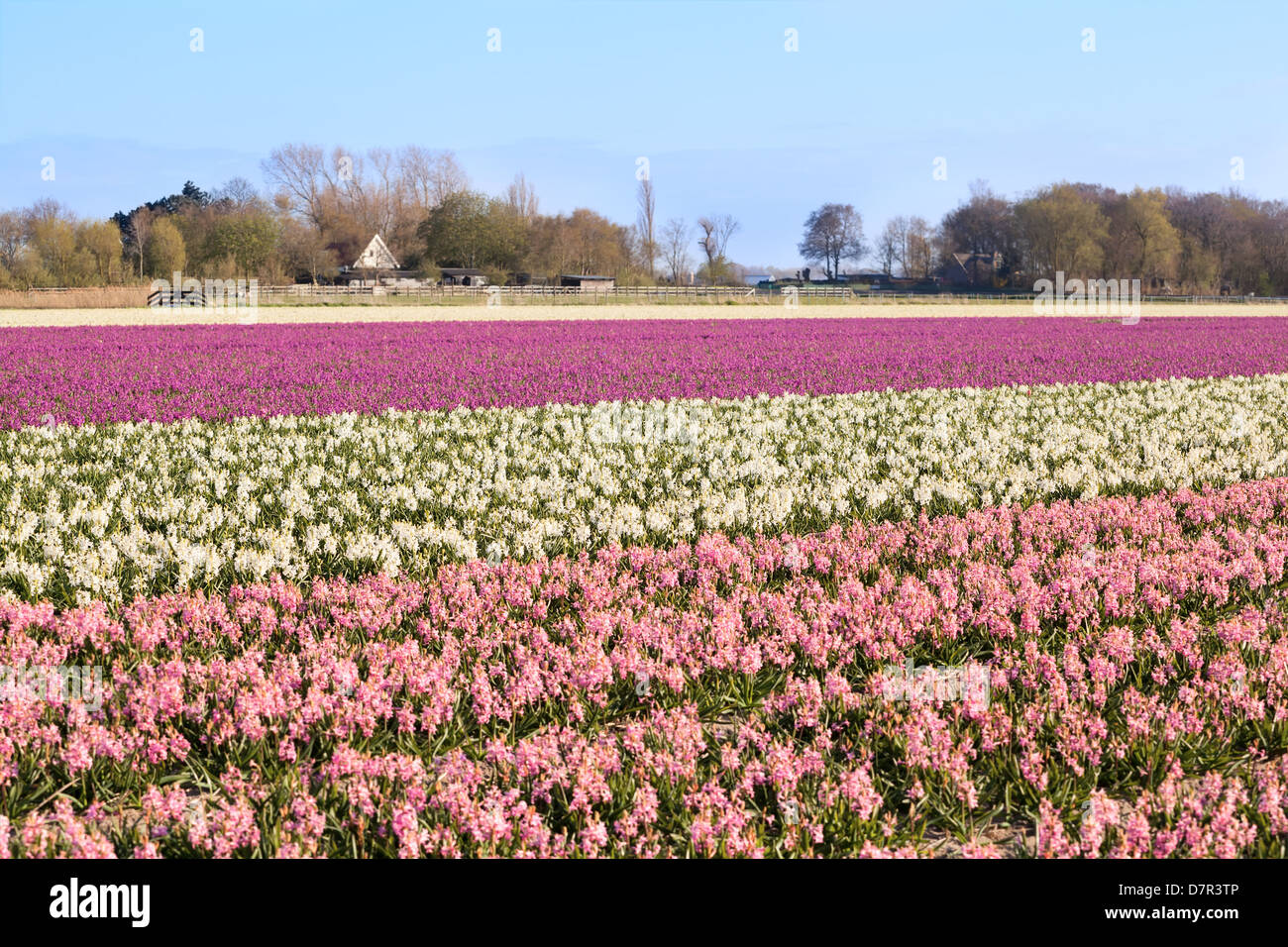 field with pink and white hyacinth, Schagen, North Holland Stock Photo