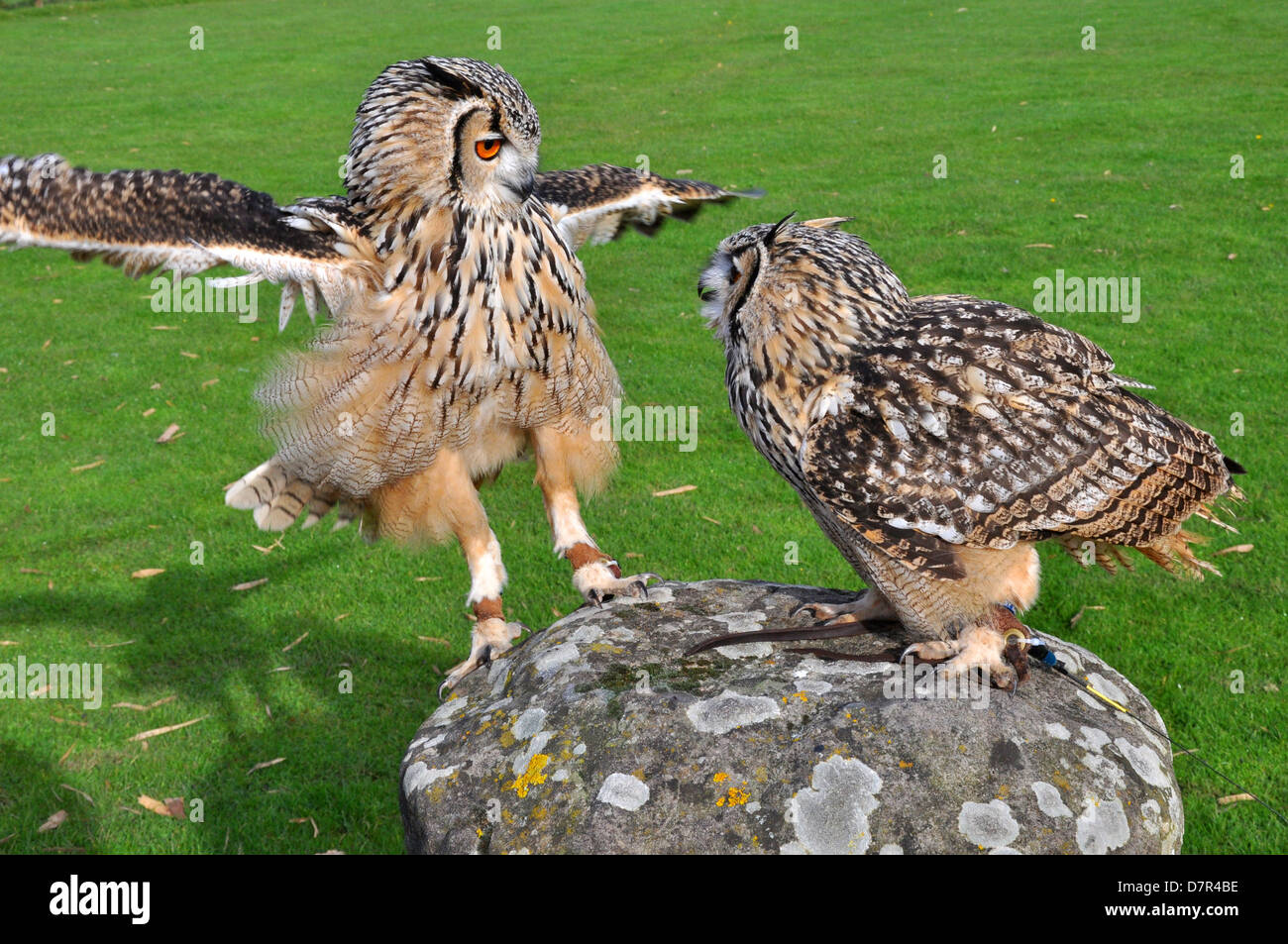 owls in captivity Stock Photo Alamy