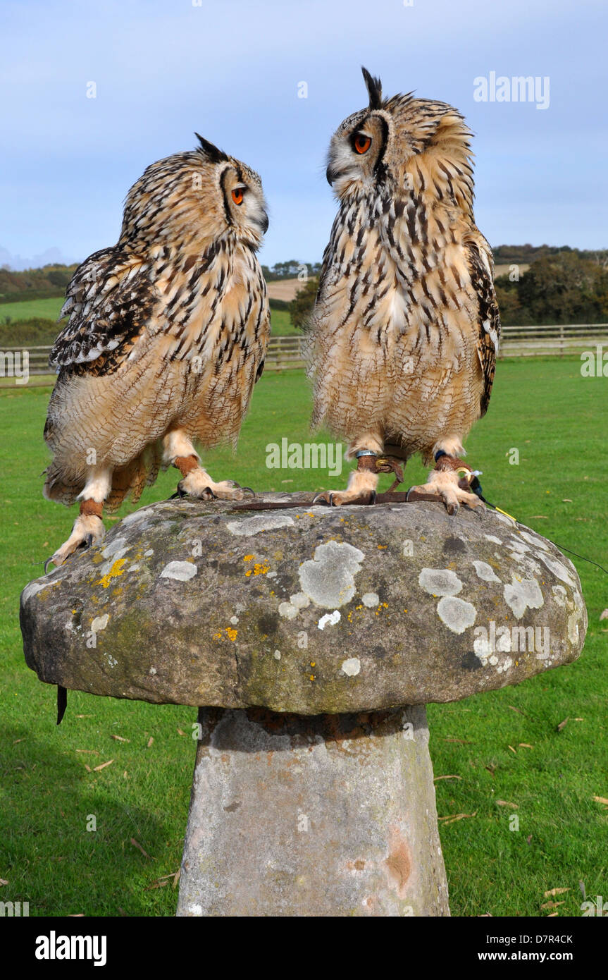 owls in captivity Stock Photo Alamy