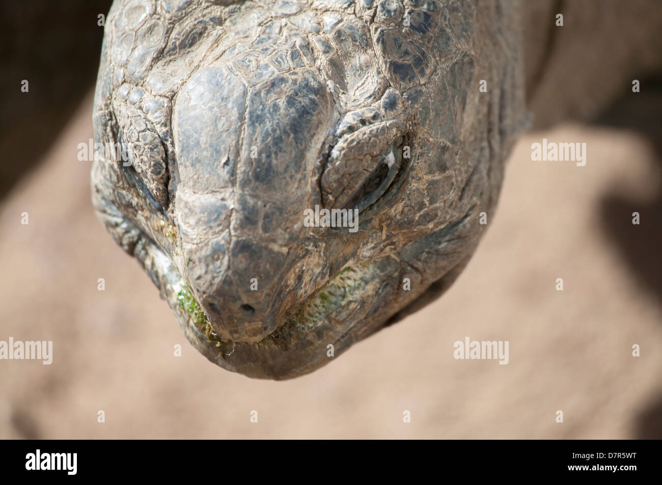 Giant tortoise  Geochelone gigantea Stock Photo