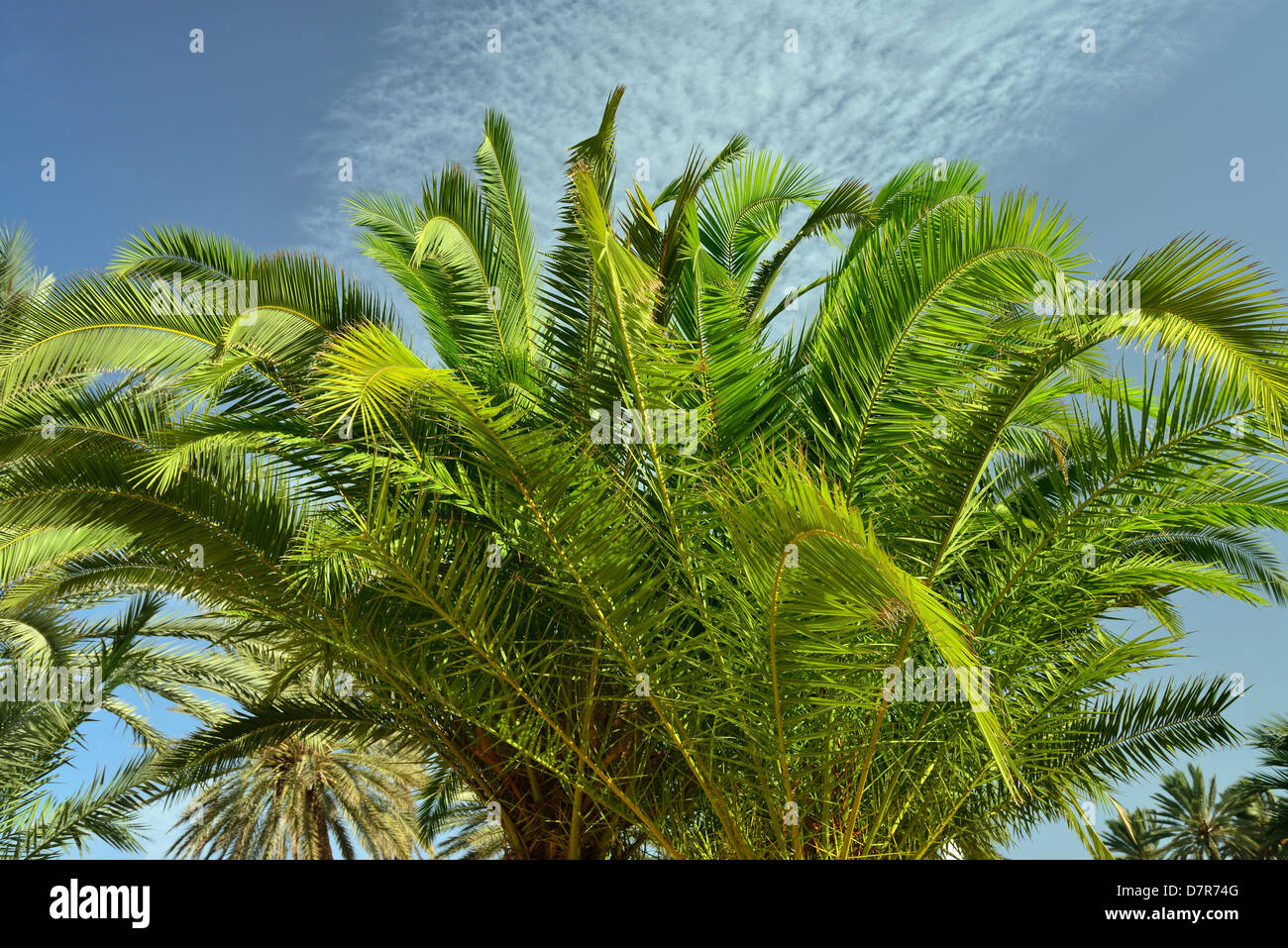 Date Palm Trees, Odyssee Resort, Zarsis, Tunisia Stock Photo