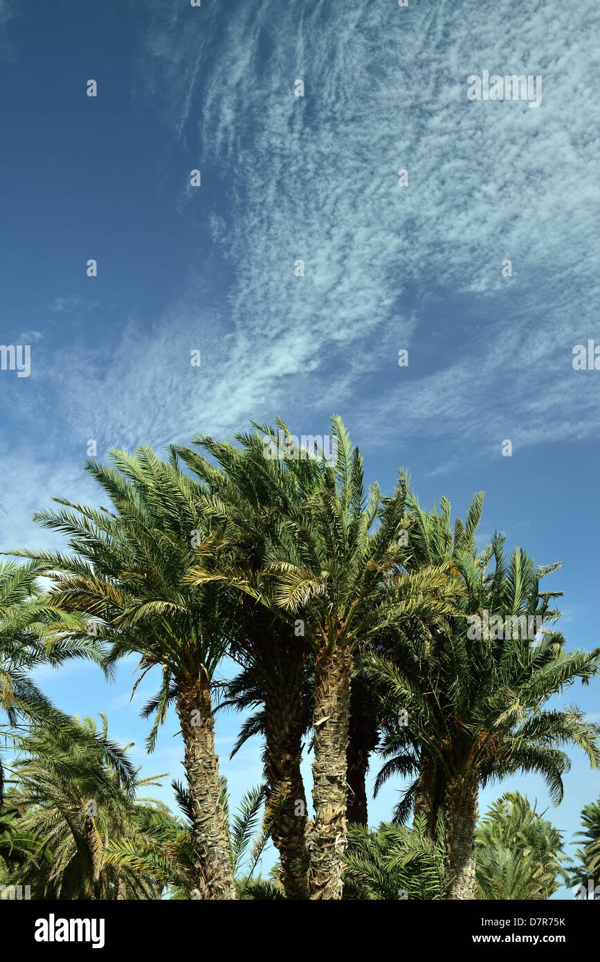 Date Palm Trees, Odyssee Resort, Zarsis, Tunisia Stock Photo